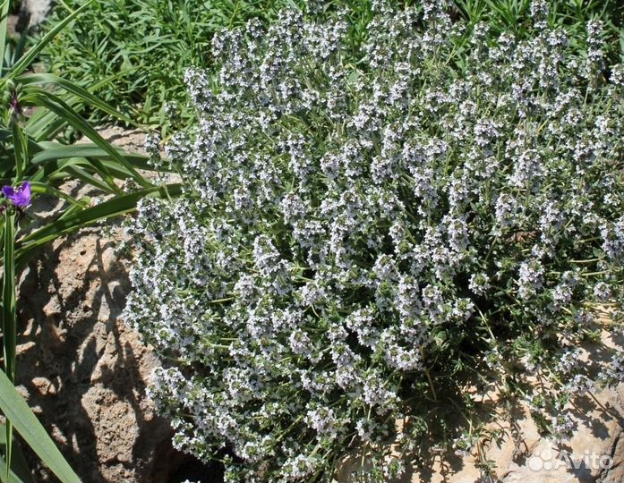 Чабрец (тимьян), мелисса, мята, котовник, саженцы