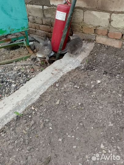 Котята в добрые руки бесплатно