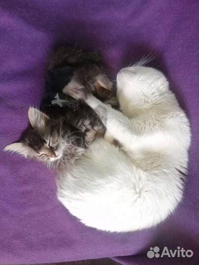 Ловец, отлов кошек, кошколов