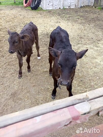 Племенные телочки