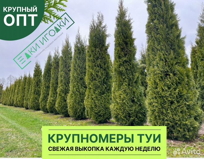 Туи вип качества:Смарагд,Брабант,Колумна Крупномер