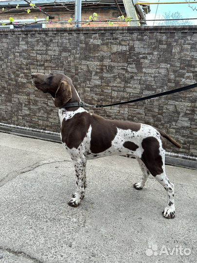 Кобель курцхаар вязка