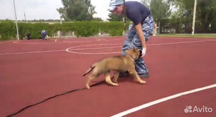 Дрессировка, тренировка, выгул, социализация собак