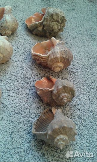 Раковины ракушки в аквариум