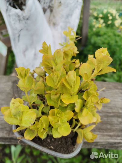 Многолетники садовые