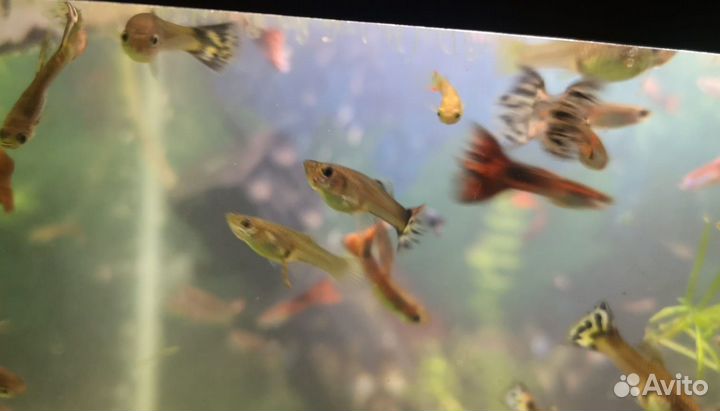 Аквариумные рыбки
