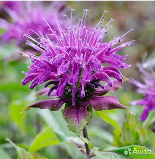 Душистые травы: монарда, тимьян, душица, шалфей