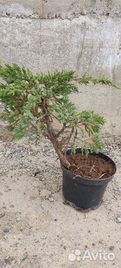Можжевельники