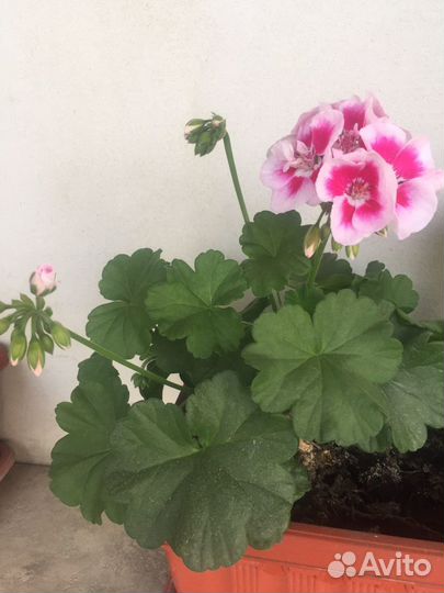 Пеларгония герань
