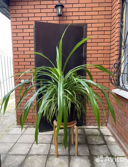 Панданус пальма