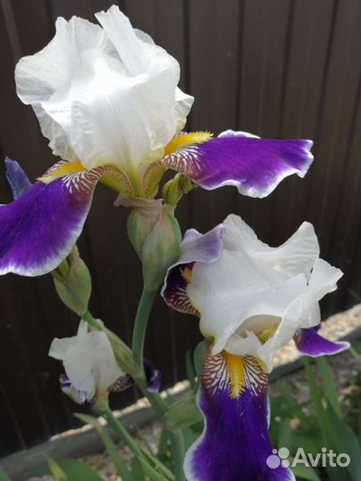 Ирис сортовой Вабаш