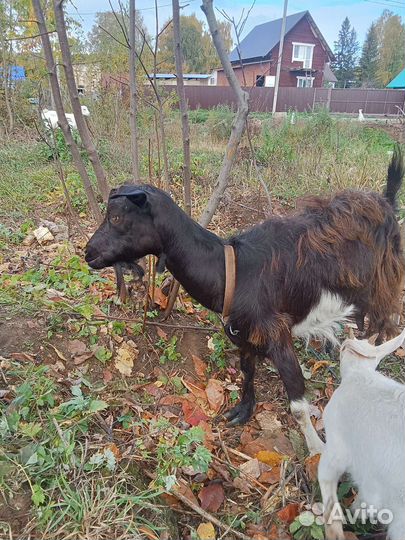 Коза с козочками