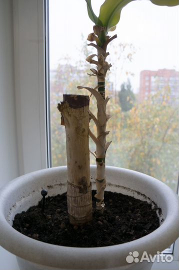 Пальма Юкка