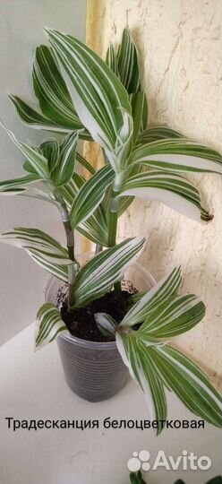 Традесканция