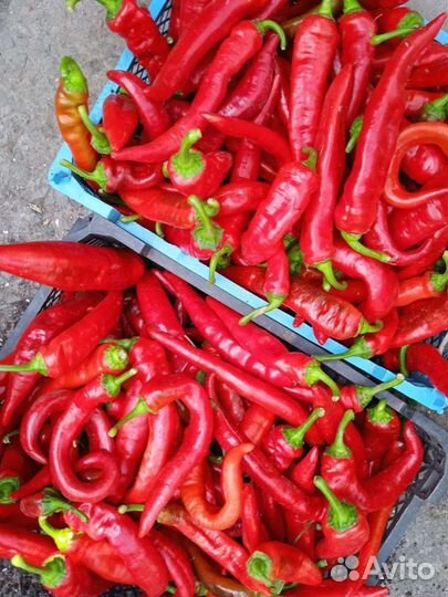 Помидор перец чеснок