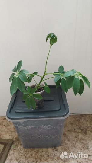 Шефлера комнатный цветок