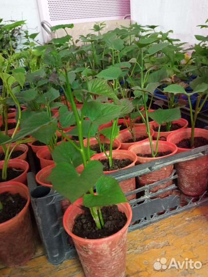 Рассада батата 2024