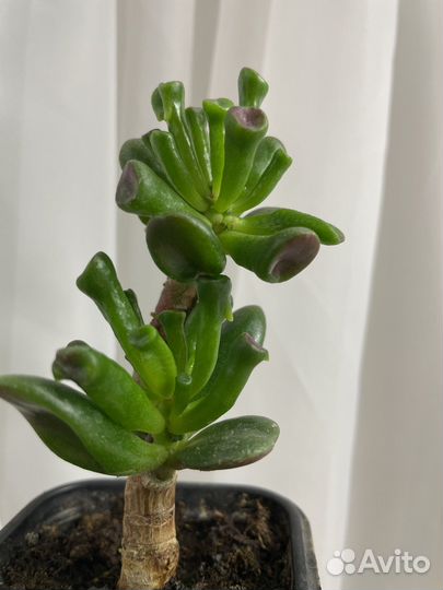 Комнатные растения цветы Сингониум Папоротник