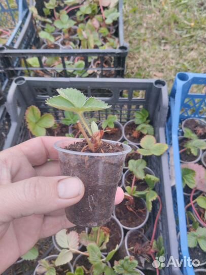 Саженцы Клубники сорт Азия