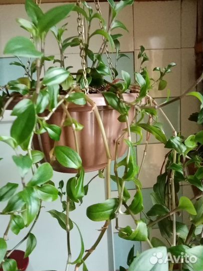 Хлорофитум традесканция