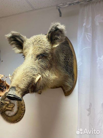 Чучело кабанчика