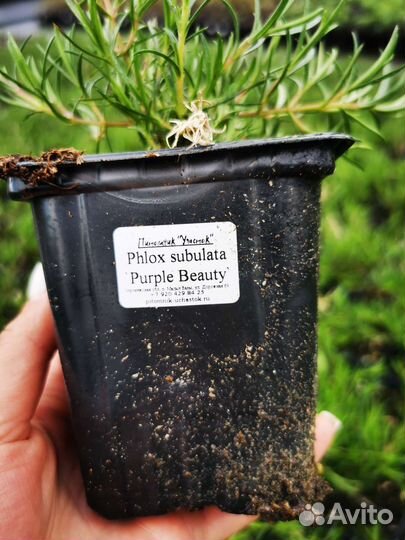 Флокс шиловидный