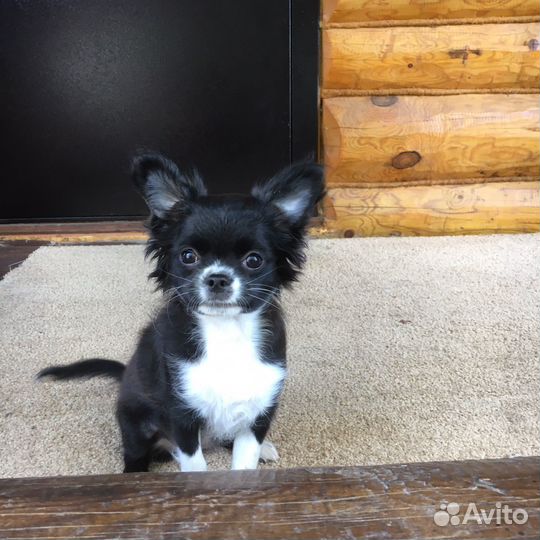 Чихуахуа девочка