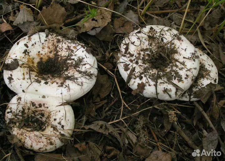 Грибы грузди