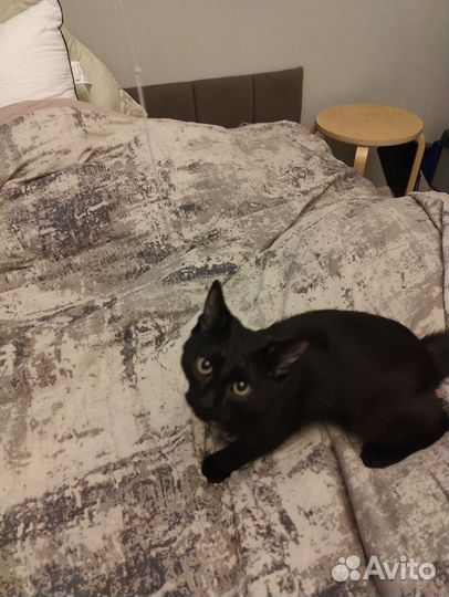 Котёнок