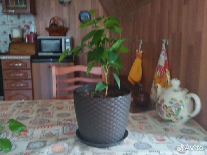 Фикус бенджамина