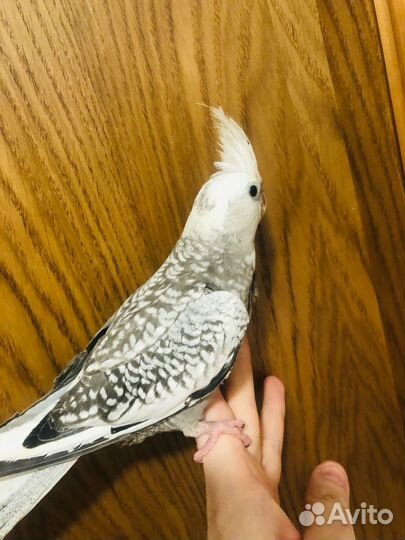 Попугай корелла выкормыш с клеткой