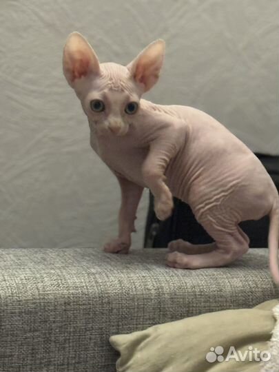 Канадский сфинкс девочка