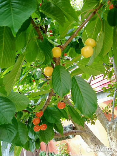 Дед и не только на час