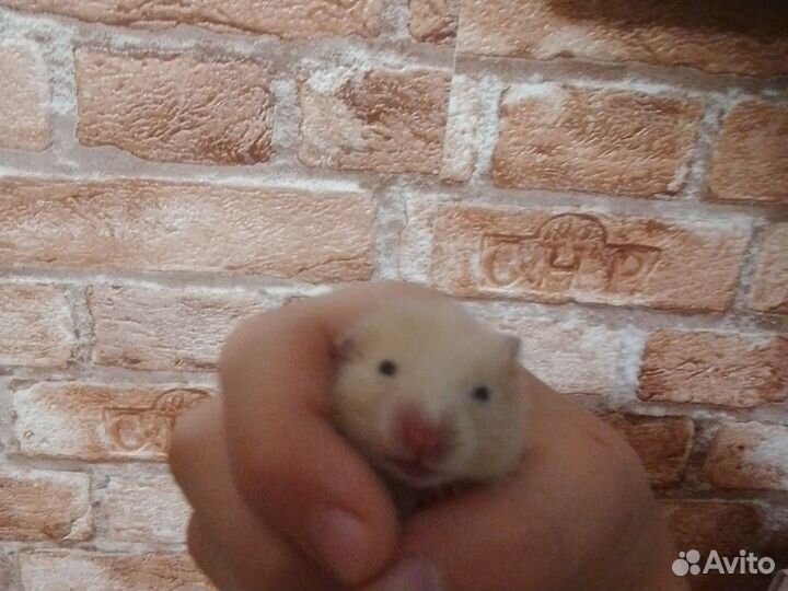 Сирийский хомяк малыш