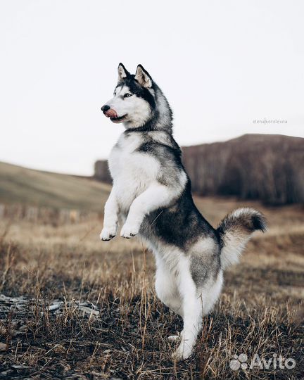 Аляска из приюта