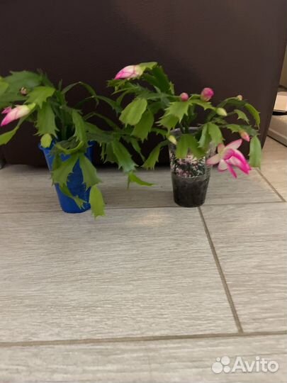 Декабрист шлюмбергера сортовой