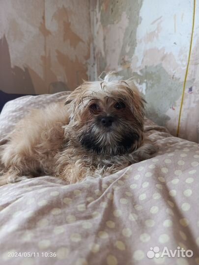 Продам собачку