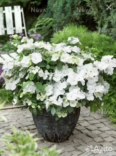 Гортензия ампельная Сбежавшая Невеста