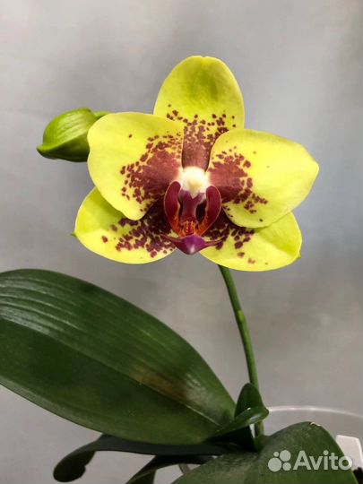 Орхидея фаленопсис Meidarland Smith Queen “MD”