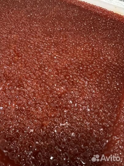 Свежая Красная Икра 2023 Премиум Нерка/Камчатка