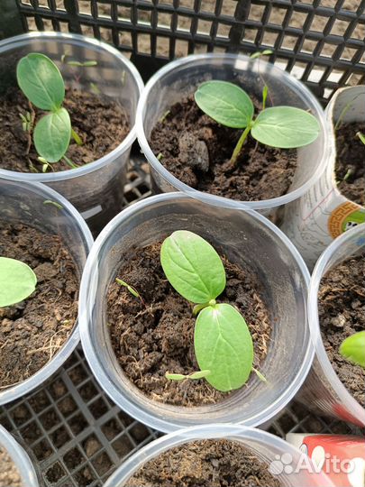 Рассада огурцов, арбуз и дынь