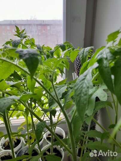 Рассада томатов