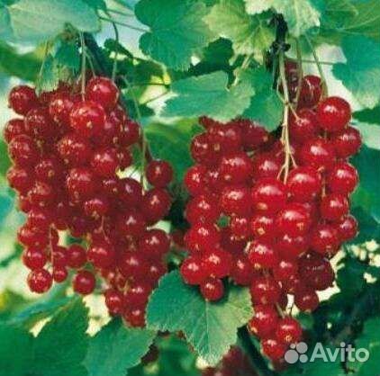 Смородина кр. Натали, Ненаглядная, бел. Смольянино