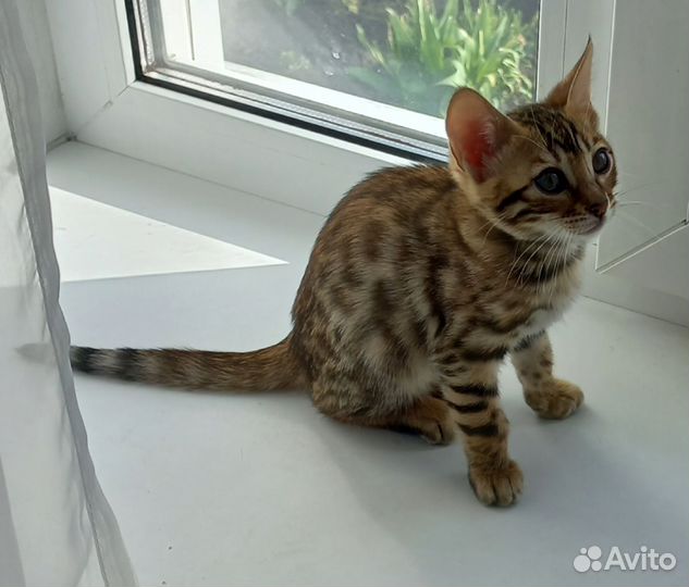 Бенгальские котята