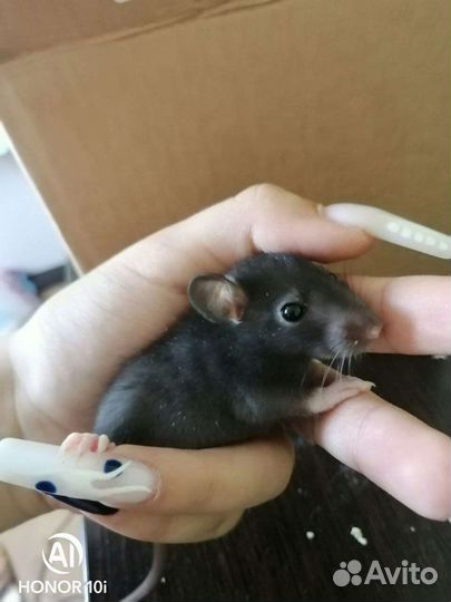 Крыса дамбо хаски