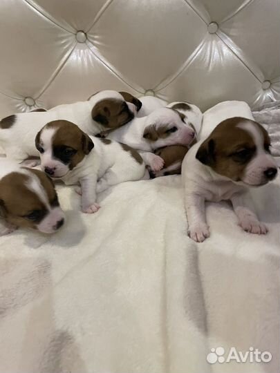 Джек рассел терьер