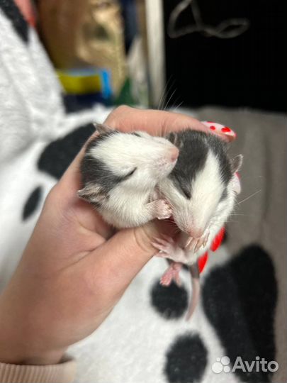 Крыса дамбо