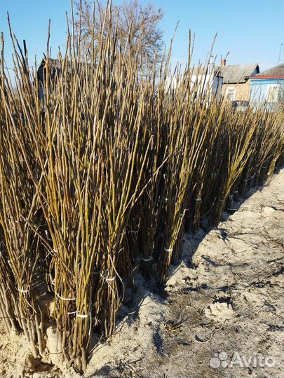 Грецкий орех саженцы