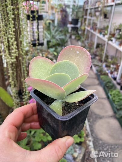 Суккуленты