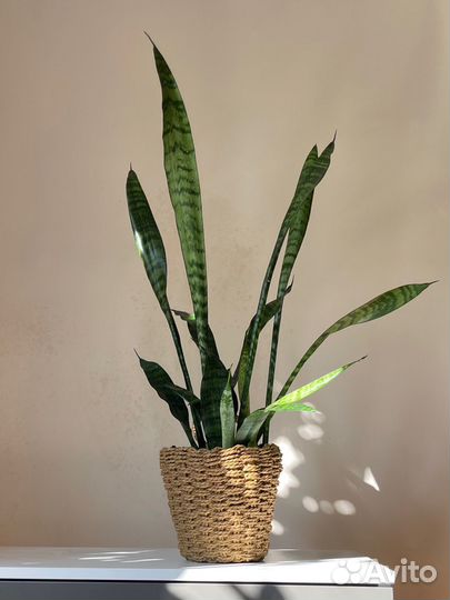 Комнатное растение Сансевиерия в плетенном кашпо